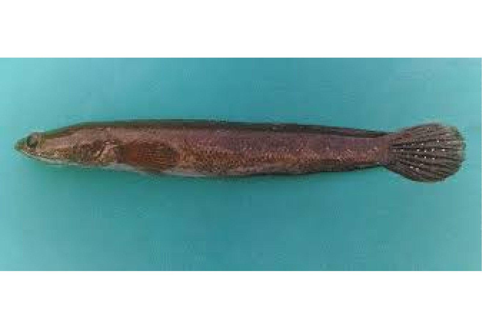 Cleaned Sea Viral fish / Sea Snake Head / Kadal വരാൽ - (400gm)